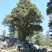 Very big juniper