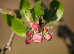 Apple flower buds