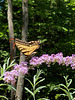 tiger swallow tail on butterfly bush