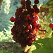 Weinrebe aus Sasbachwalden