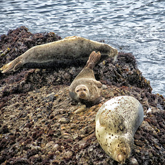 Three Harbor Seals