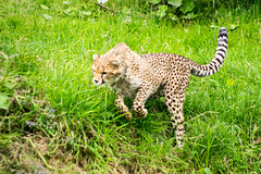 Cheetah pouncing