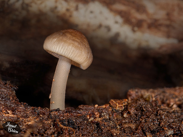 236/366: Very Special Mushroom Growing through a Crack in a Log (+2 in notes)