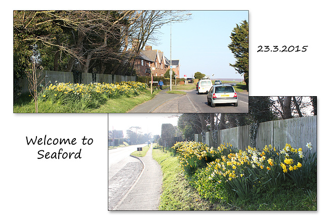 Daffs welcome you to Seaford - 23.3.2015