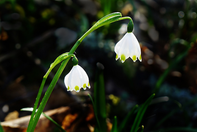 Frühlingsanfang - Beginning of spring - PiP