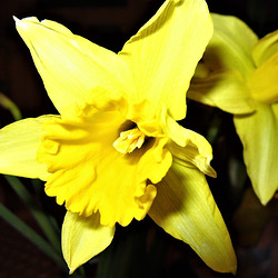Baby daffodils