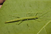 Stick insect IMG_6395