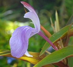 Single purple alpine flower