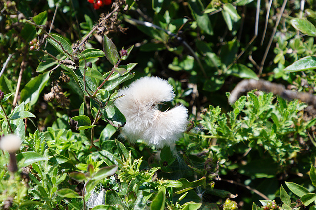 Cirsium arvense, Asteraceae