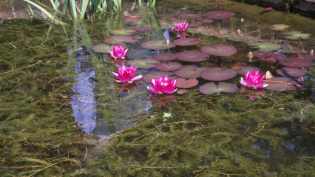 Beautiful koi pond with lily pads