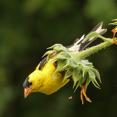 American Goldfinch eating Sunflower seeds