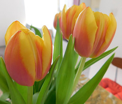 Tulipes*******************