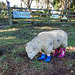 sheep in boots