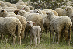 #33- Around the back, Shepherding