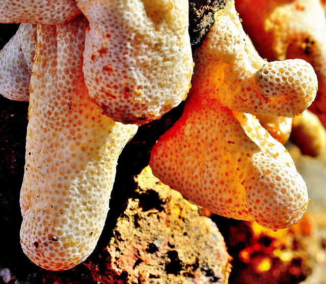Detail on the Anchor. Coral or Sponge? Coral or Sponge?