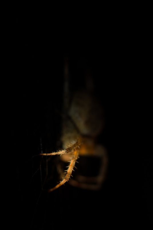 araignée du soir