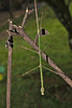 Stick insect IMG_6785