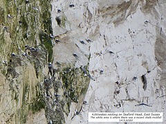 Kittiwakes nesting on Seaford Head 14 3 2020 b