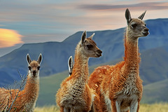 three guanaco kids and a right ear