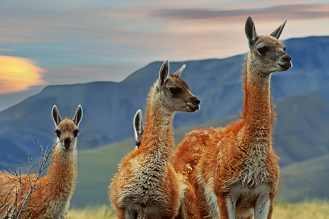 three guanaco kids and a right ear