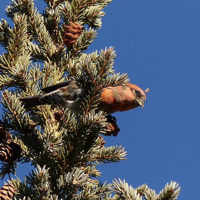 White-winged Crossbill / Loxia leucoptera