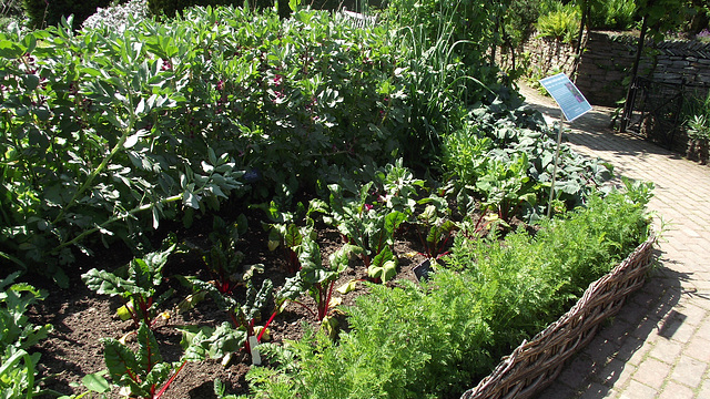 Mini vegetable garden