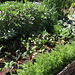 Mini vegetable garden