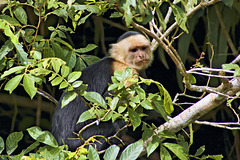 Capuchin Monkey – Caño Negro National Wildlife Refuge, Río Frío, Alajuela Province, Costa Rica