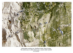 Kittiwakes nesting on Seaford Head 14 3 2020 c