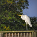 Egret sitting on a fence