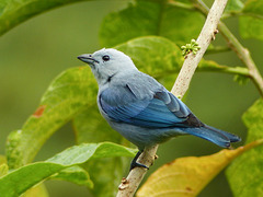 Blue-gray Tanager /Thraupis episcopus, Asa Wright, Trinidad