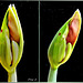 Amaryllis erblüht 1. ©UdoSm