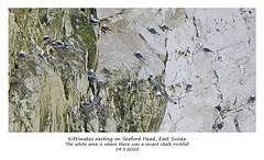 Kittiwakes nesting on Seaford Head 14 3 2020