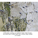 Kittiwakes nesting on Seaford Head 14 3 2020