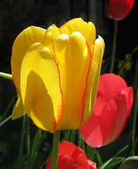 Tulips Close Up