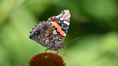 red admiral visitor echinacea DSC 7980