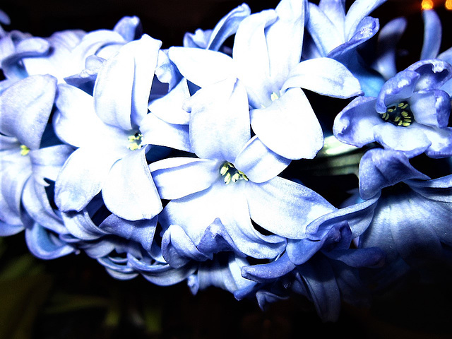 New hyacinth