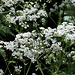 Bandeau groupe Apiaceae -Ombellifères