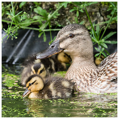 Mrs Duck and her babies