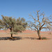 Namibia, Rare Trees in the Desert of Namib