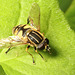 IMG 4260Hoverfly