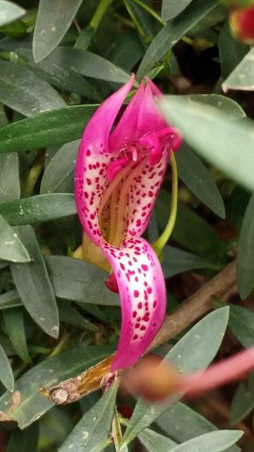 eremophila maculata
