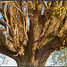 Grießbacher Baum