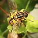 IMG 4271Hoverfly