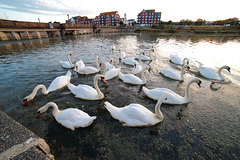 A flock of swans