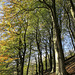 Limb Valley Autumn beeches panorama