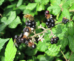 Bee and Fly Enjoy Blackberries