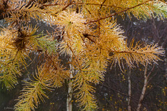 Autumn Larch after a damp and foggy night