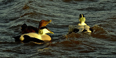 Two Males and Female Eider