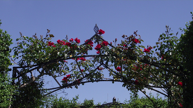 A fantastic rose bower entrance